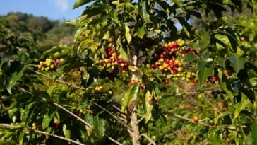 Photo Coffee plantation