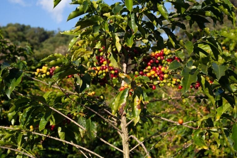 Photo Coffee plantation