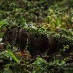 Photo Coffee plantation