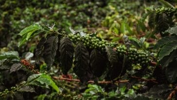 Photo Coffee plantation