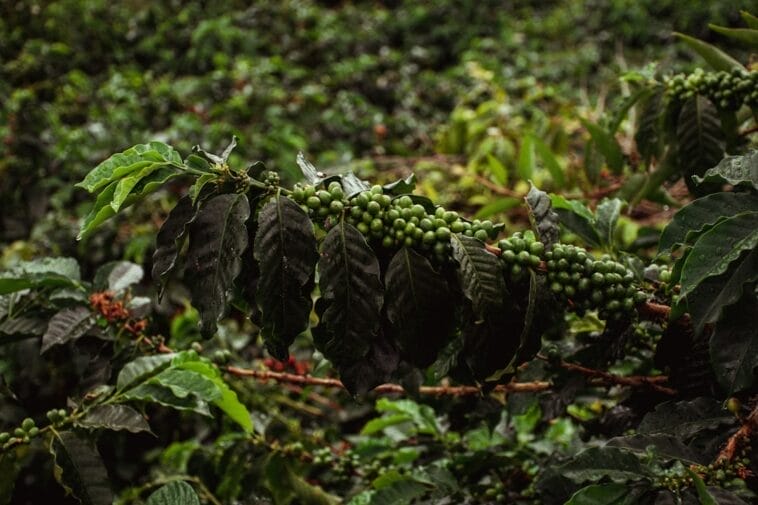 Photo Coffee plantation