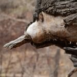 Photo Golden sarcophagus