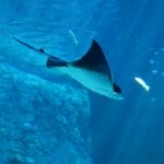 Photo Luxurious rooms