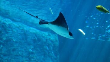 Photo Luxurious rooms