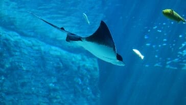 Photo Luxurious rooms