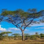 Photo Serengeti National Park