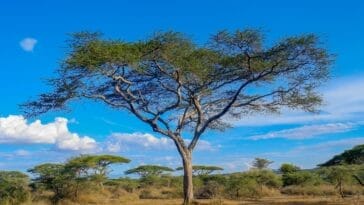 Photo Serengeti National Park
