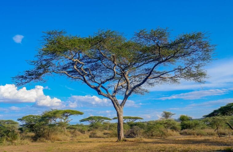 Photo Serengeti National Park
