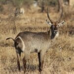 Photo Wildlife safari