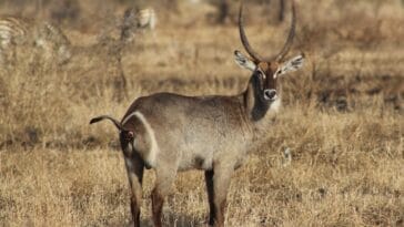 Photo Wildlife safari