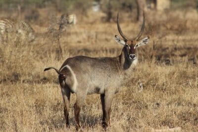Photo Wildlife safari
