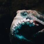 Photo Wildlife viewing