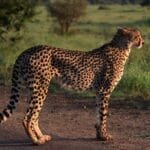 Photo Kruger National Park