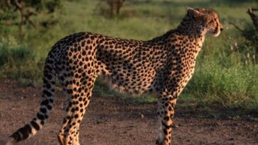 Photo Kruger National Park