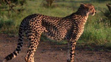 Photo Kruger National Park