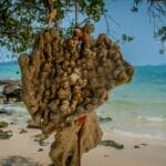 Photo Beachfront sunset