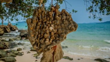 Photo Beachfront sunset