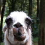 Photo Safari landscape