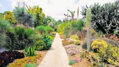 Photo Cactus garden