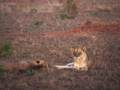 Photo Wildlife encounter