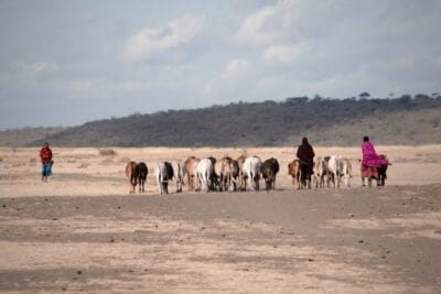 Photo Camel caravan
