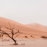 Photo camel trekking, desert journeys