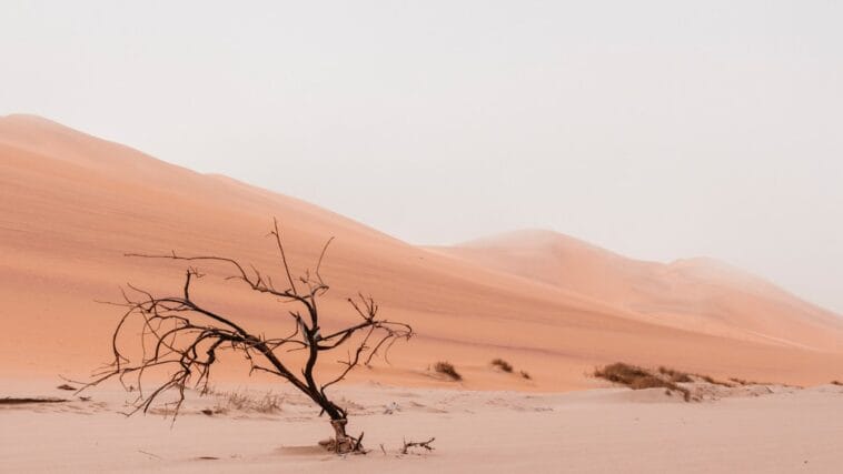 Photo camel trekking, desert journeys