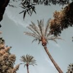 Photo Majorelle Garden