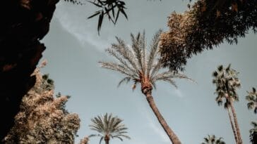 Photo Majorelle Garden