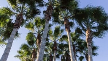 Photo Beachfront promenade