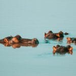 Photo luxury safari lodges, upscale accommodations