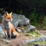 Photo private safaris, exclusive wildlife tours