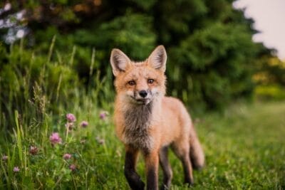Photo family safari, wildlife trips