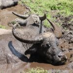 Photo wildlife safari, animal photography