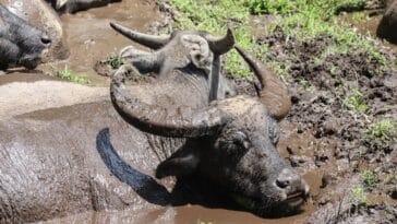 Photo wildlife safari, animal photography