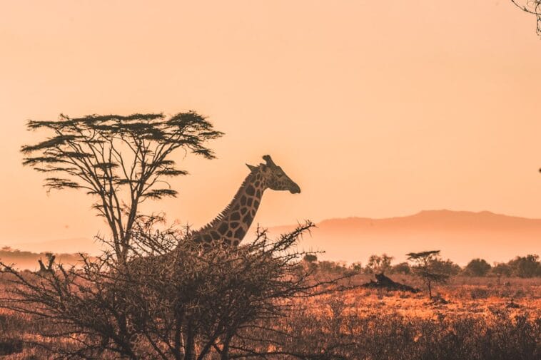 Photo safari discounts, affordable safari
