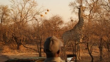 Photo safari photography, wildlife photos