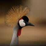 Photo tailored safari tours, personalized safaris