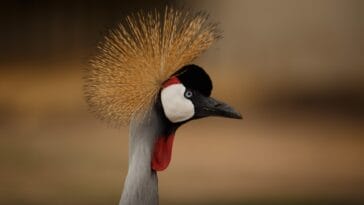 Photo tailored safari tours, personalized safaris