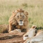 Photo safari camps, tented lodges