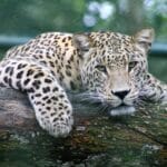 Photo couples safari, romantic wildlife tours