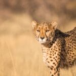 Photo exclusive safari experiences, private lodges