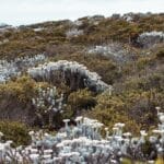 Photo Green and white