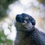 Photo madagascar animals