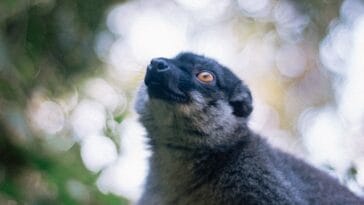 Photo madagascar animals