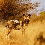 Photo African Wild Dog