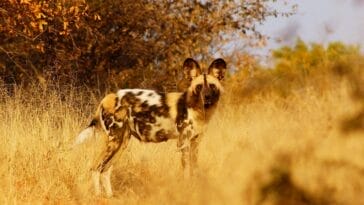 Photo African Wild Dog