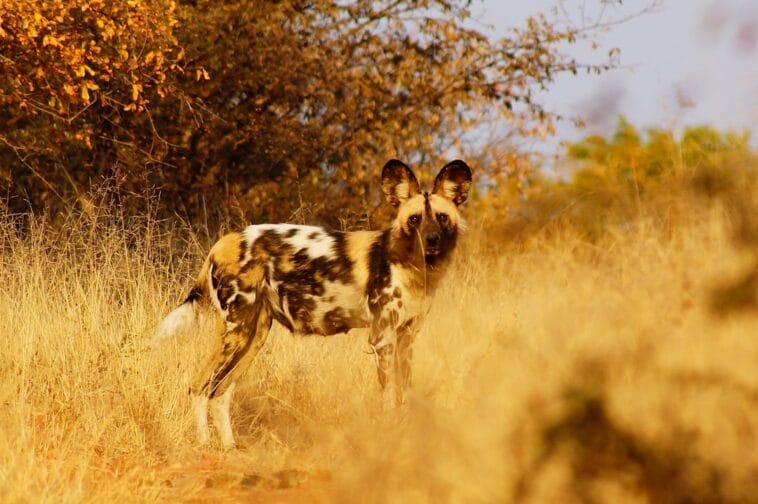 Photo African Wild Dog