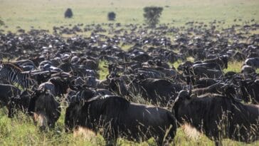 Photo Serengeti, Africa