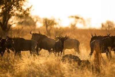 Photo Wildlife migration
